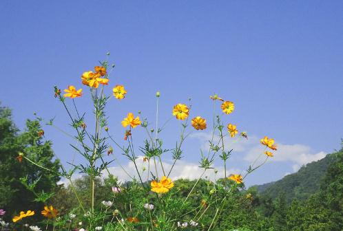 shengkaidh