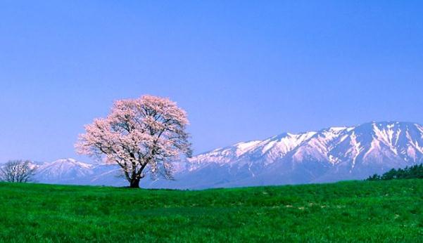 shanxiayh
