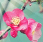 落叶的声音也是快乐的旋律