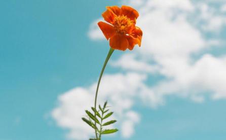 liliansh